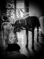 Justin Minnick - Doberman Pinscher Stud