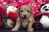 Tj's Precious designer breeds Maltipoo breeder