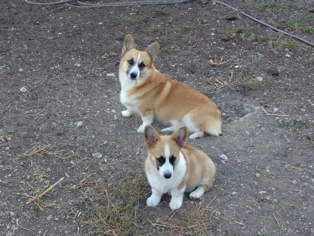 Pembroke Welsh Corgi Stud 27708