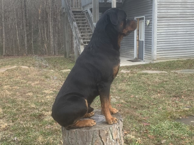 Rottweiler Stud 30750