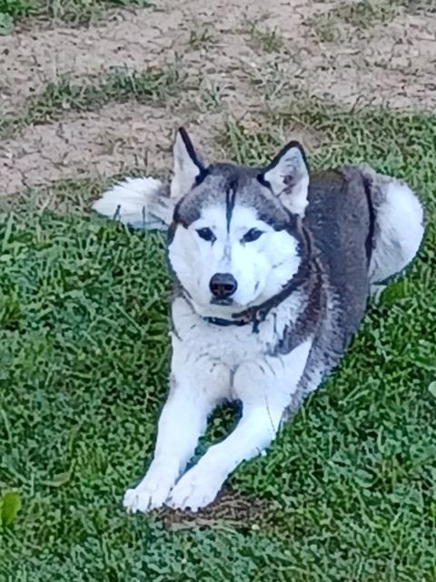 Siberian Husky Stud 30982