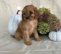 Becky Arellano - Cockapoo Breeder Cockapoo breeder
