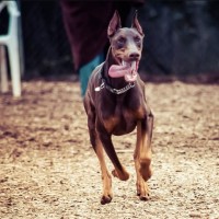 Ana - Doberman Pinscher Stud