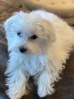 Jack and Carol - Maltese Stud