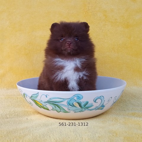 Pomeranian Breeder 31823