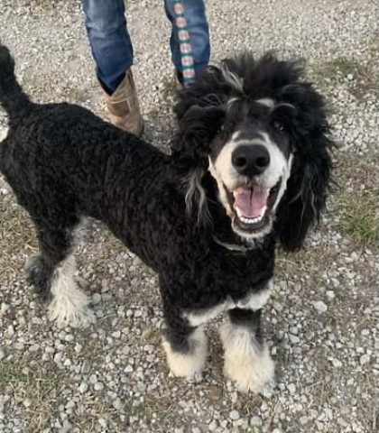 Hidden Springs Poodles LLC