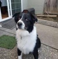 Kimberly Weiss - Australian Shepherd Dog Stud