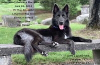 StormHaven German Shepherds