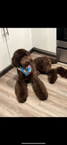 Poodle Standard Stud 31629