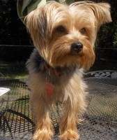 bill barry - Yorkshire Terrier Stud