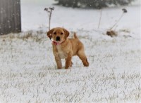 Gochee Labs Labrador Retriever for breeder
