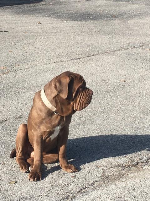 Neapolitan Mastiff Stud 25570