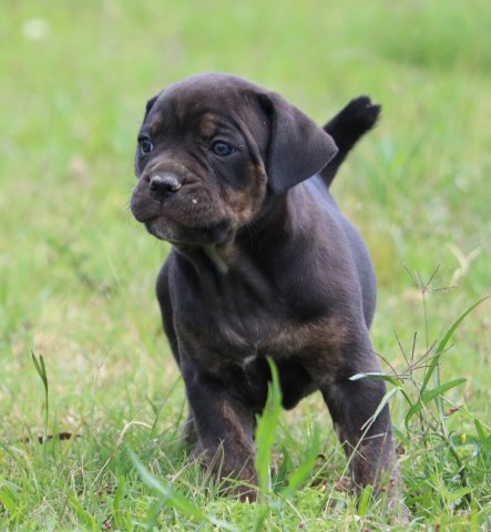 Regatta Cane Corso