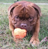 Eric Young - Dogue De Bordeaux Stud