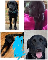 Ashley - Labrador Retriever Stud