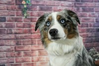 Loyal Companion Mini Aussies