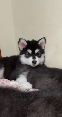 Alaskan Malamute Breeder 26827