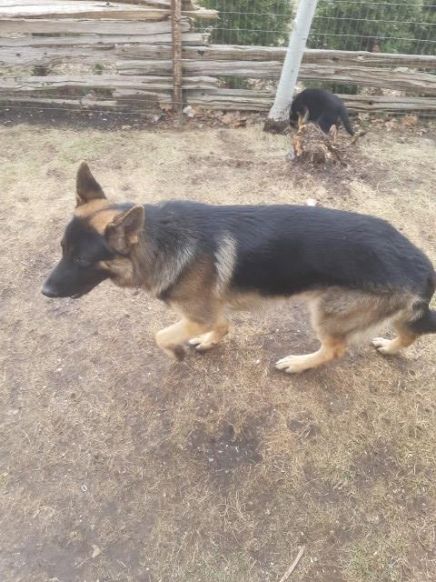 German Shepherd Dog Stud 30231