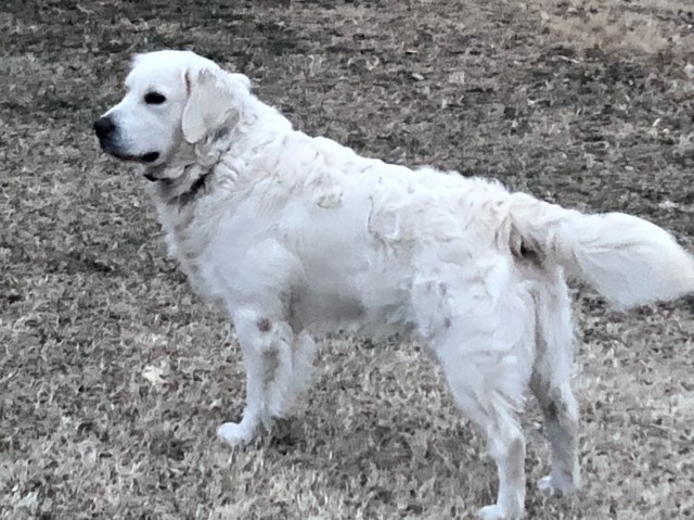 Deja’s English Creme Goldens