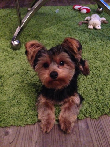 Yorkshire Terrier Stud 25968