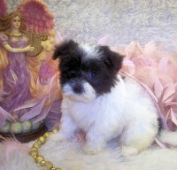 Poodle-mix-puppies Maltipoo breeder