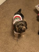 Joshua Nichols - Yorkshire Terrier Stud