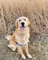 Justin & Krista Lewis - Golden Retriever Stud