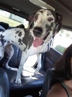 Miss Kays Danes Great Dane breeder