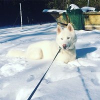 Summer - Siberian Husky Stud