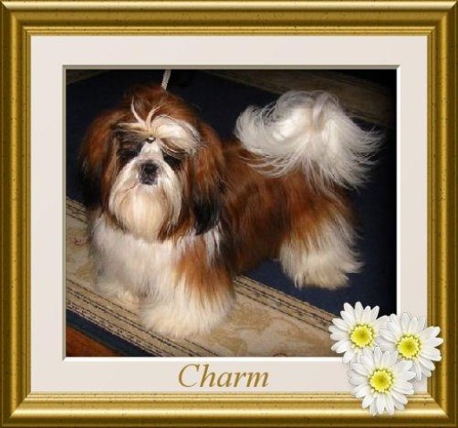 Shih Tzu Breeder 10793