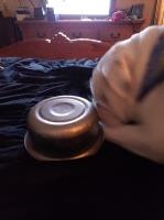 Edie Maisano - English Bulldog Stud