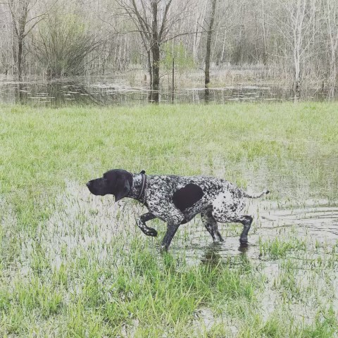 German Shorthaired Pointer Stud 26955