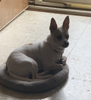 John and Connie Garcia - Rat Terrier Stud