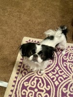 Japanese Chin thumbnail