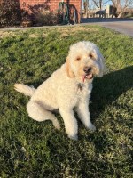Trevor - Goldendoodle Stud