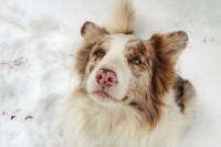 Katie Lumpkin - Border Collie Stud