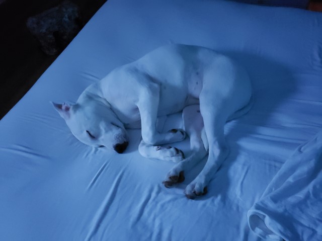 Dogo Argentino Breeder 29688