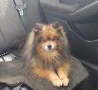 Samantha - Pomeranian Stud