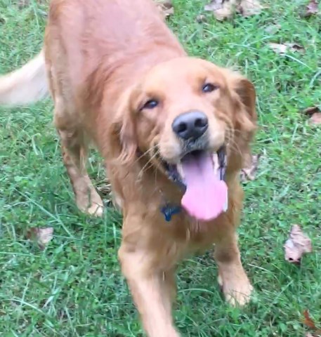 Raney Family Goldens