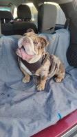Joe - English Bulldog Stud