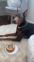 Alfredo Luna - Doberman Pinscher Stud