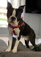 Beth - Boston Terrier Stud