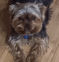 Rebecca Thompson - Yorkshire Terrier Stud