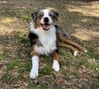 Melanie Crutchfield - Australian Shepherd Dog Stud