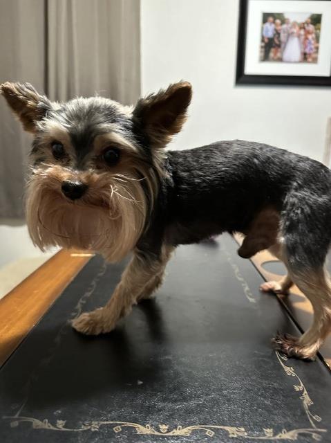 Yorkshire Terrier Stud 25895