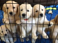 Melissa S. Hudson - Golden Retriever Breeder Golden Retriever breeder