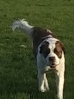 Stacey Baldwin - Saint Bernard Stud