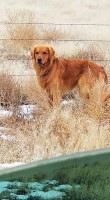 John Gale - Golden Retriever Stud