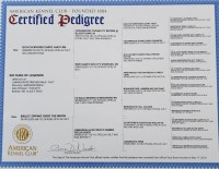 Greg - Labrador Retriever Stud