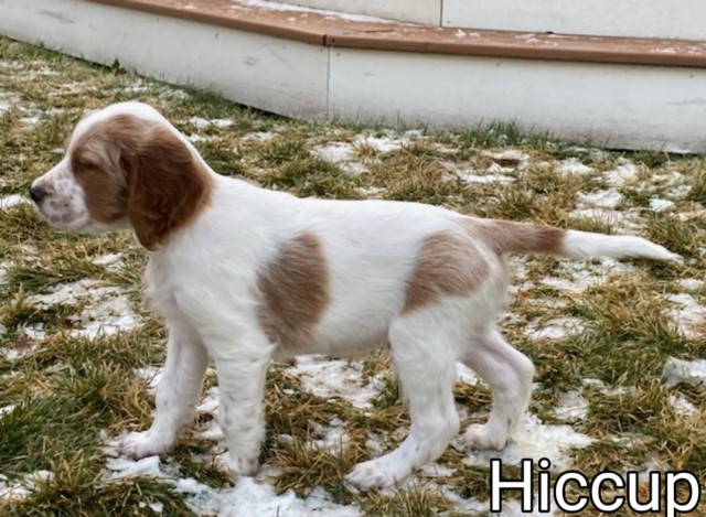 O'Dobhailien Irish Red And White Setters